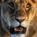 Masai Mara Travel Guide for Urdu Speakers -- Photo by Mr Sketch on Pexels