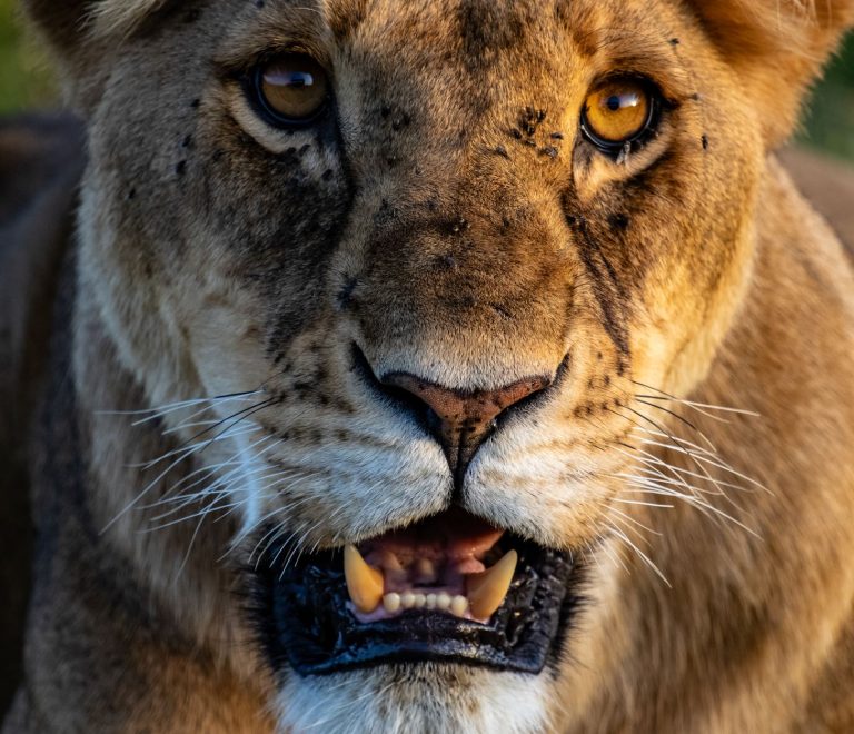 Masai Mara Travel Guide for Urdu Speakers -- Photo by Mr Sketch on Pexels