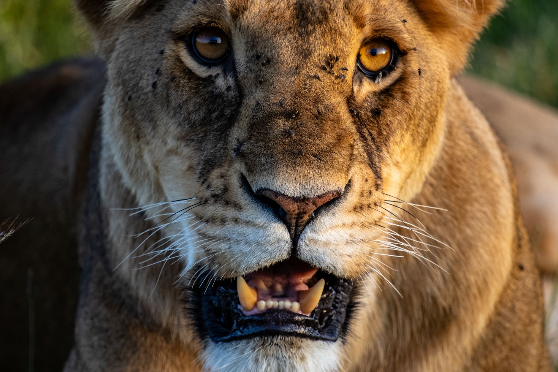 Masai Mara Travel Guide for Urdu Speakers -- Photo by Mr Sketch on Pexels