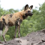 Where Can You Find Wild Dogs in Kenya? -- Photo by Derek Keats on Pexels