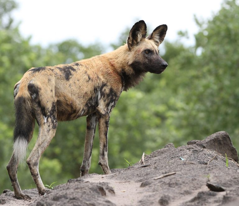 Where Can You Find Wild Dogs in Kenya? -- Photo by Derek Keats on Pexels