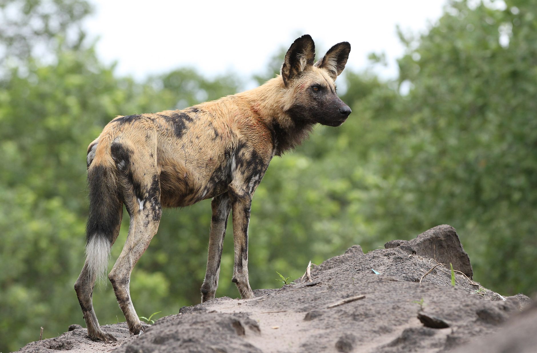 Where Can You Find Wild Dogs in Kenya? -- Photo by Derek Keats on Pexels