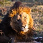Tsavo versus Masai Mara safari: Wildlife, Cost & Timing -- Photo by Mr Sketch on Pexels