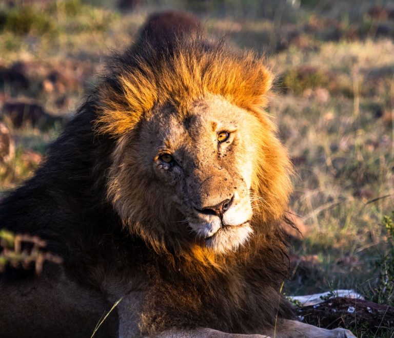 Tsavo versus Masai Mara safari: Wildlife, Cost & Timing -- Photo by Mr Sketch on Pexels