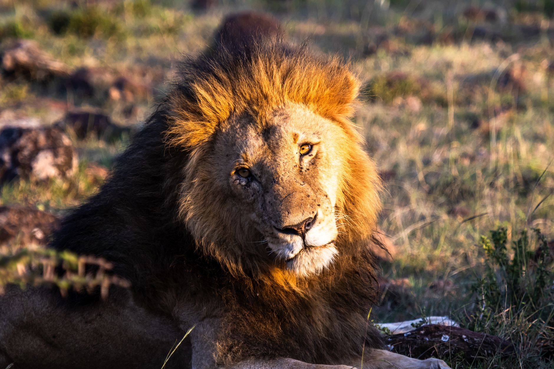 Tsavo versus Masai Mara safari: Wildlife, Cost & Timing -- Photo by Mr Sketch on Pexels