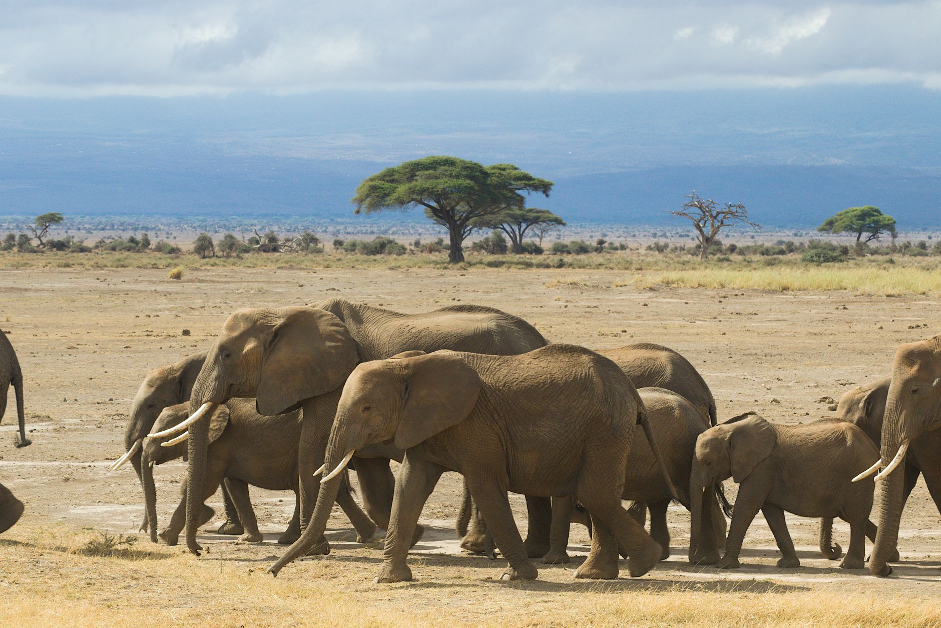 Is Kenya Safari Safe During Election Season: 5 Tips -- Photo by Philipp Schwarz on Pexels
