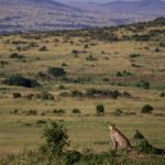 Masai Mara Private Vehicle Cost: USD 150-450 a Day -- Photo by Image Noise on Pexels