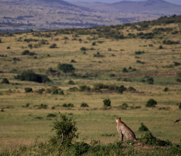Masai Mara Private Vehicle Cost: USD 150-450 a Day -- Photo by Image Noise on Pexels