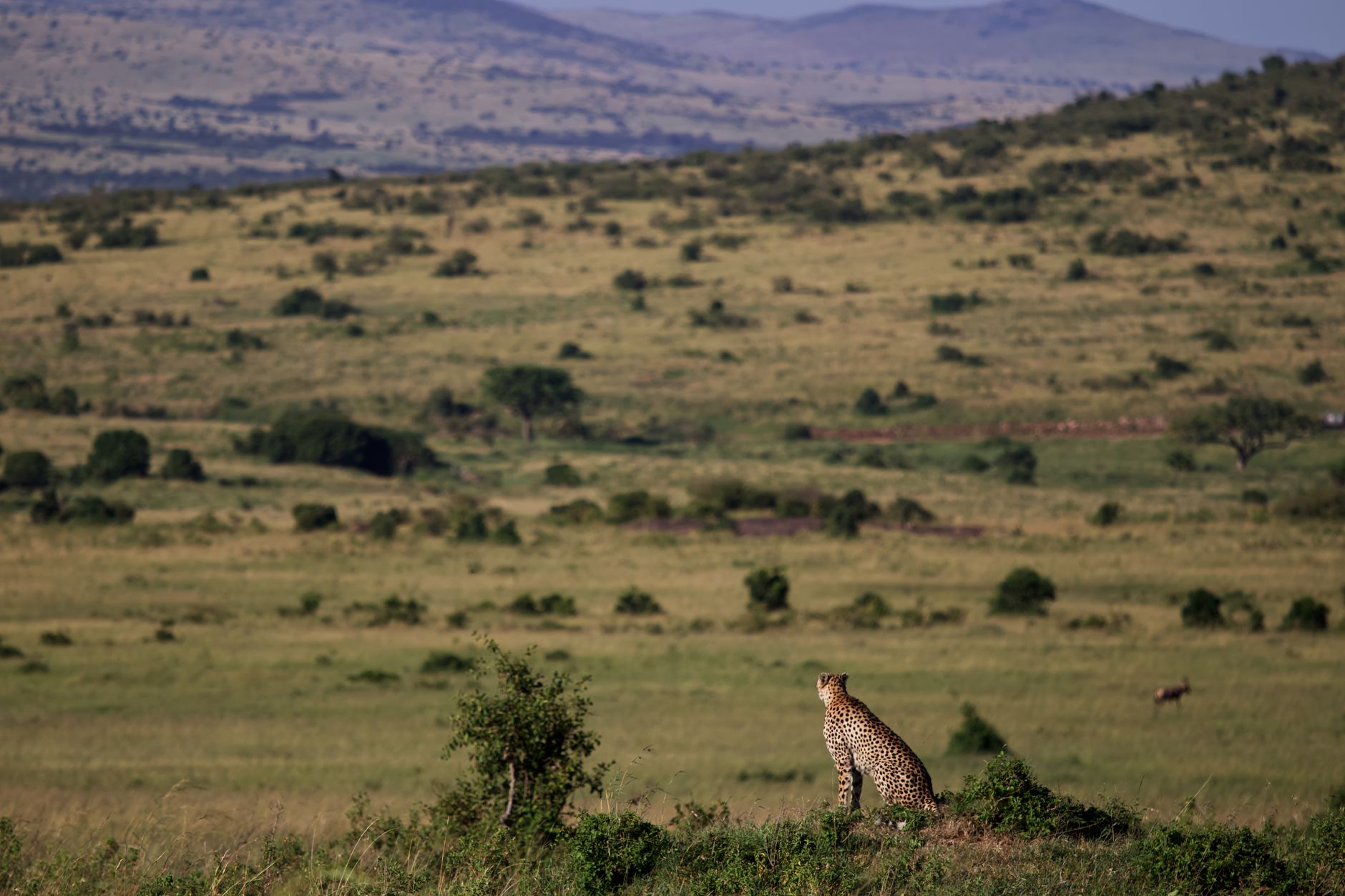 Masai Mara Private Vehicle Cost: USD 150-450 a Day -- Photo by Image Noise on Pexels