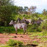 Are Kenya Safari Lodges Suitable for Electric Wheelchairs? -- Photo by Flavio Vallone on Pexels