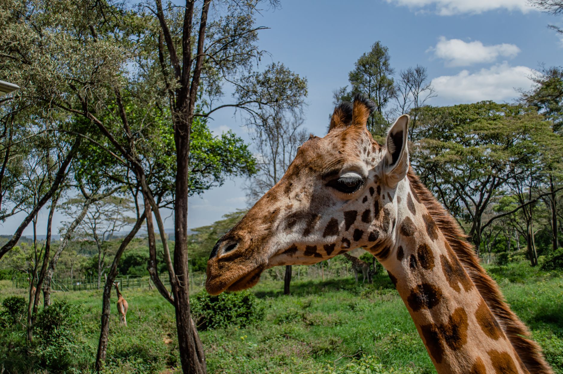 Kenya Safari Family Room Prices: 2026 Costs for 4 -- Photo by imsogabriel Stock on Pexels