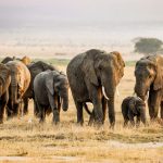 Amboseli Private Vehicle Cost: USD 250-275 Per Day -- Photo by Fali Poncha on Pexels
