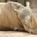 Tsavo West Rhino Sanctuary Guide: See Black Rhinos -- Photo by Adam York on Pexels
