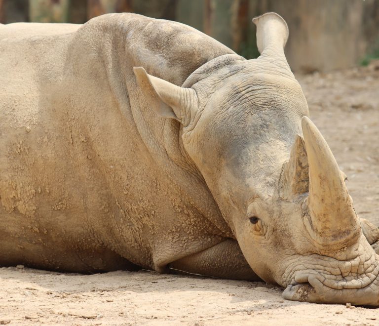 Tsavo West Rhino Sanctuary Guide: See Black Rhinos -- Photo by Adam York on Pexels
