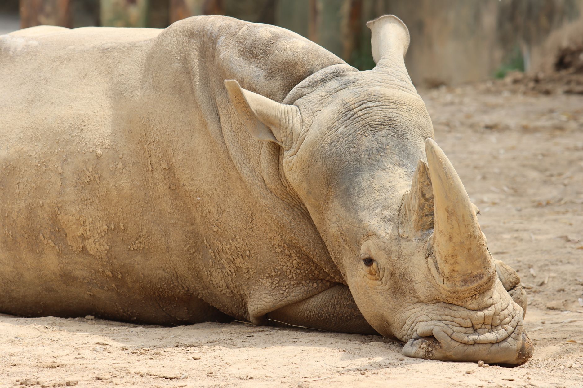 Tsavo West Rhino Sanctuary Guide: See Black Rhinos -- Photo by Adam York on Pexels