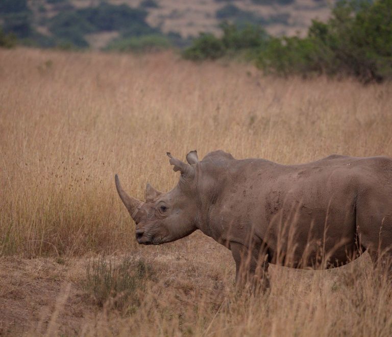 Kenya Safari Guide for Romanian Speakers: eTA, Costs, Route -- Photo by Twilight Kenya on Pexels