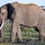what should i know before visiting ol pejeta: 7 essentials -- Photo by Mr Sketch on Pexels