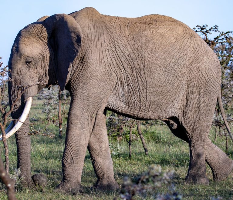 what should i know before visiting ol pejeta: 7 essentials -- Photo by Mr Sketch on Pexels