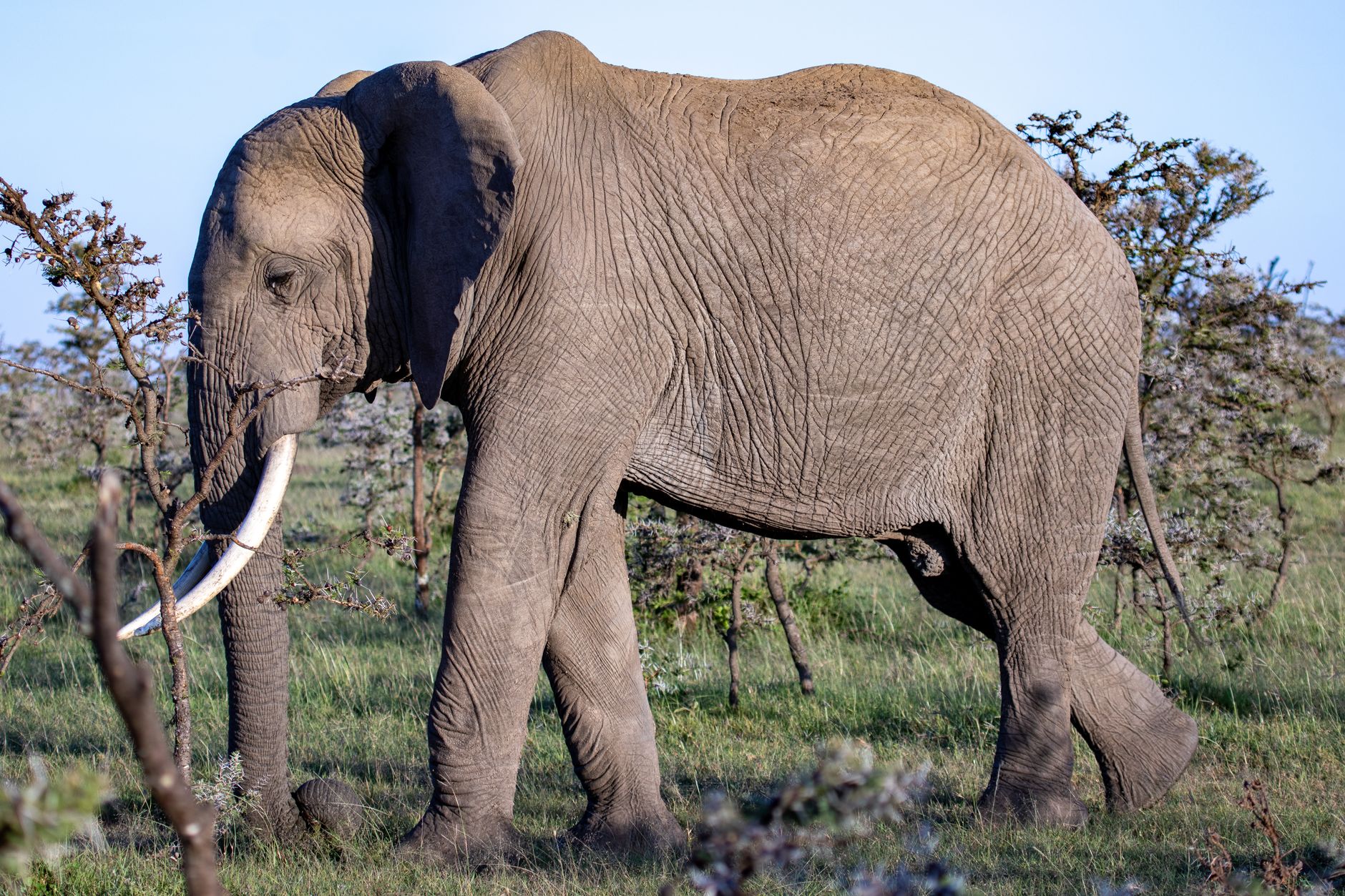 what should i know before visiting ol pejeta: 7 essentials -- Photo by Mr Sketch on Pexels