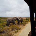 What Should I Do If Safari Guide Speeds? 7 Steps -- Photo by Adrien Olichon on Pexels