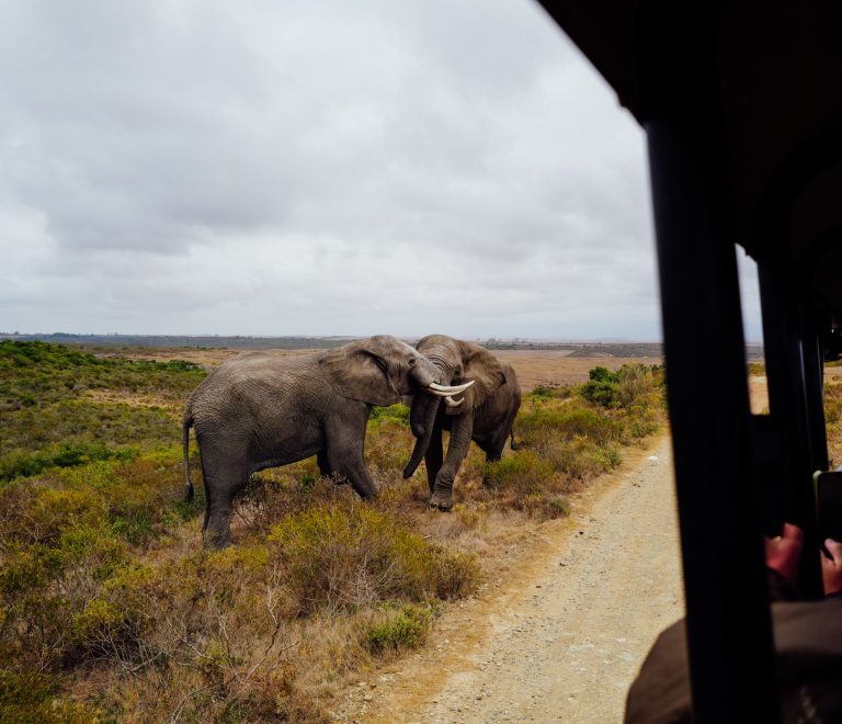 What Should I Do If Safari Guide Speeds? 7 Steps -- Photo by Adrien Olichon on Pexels