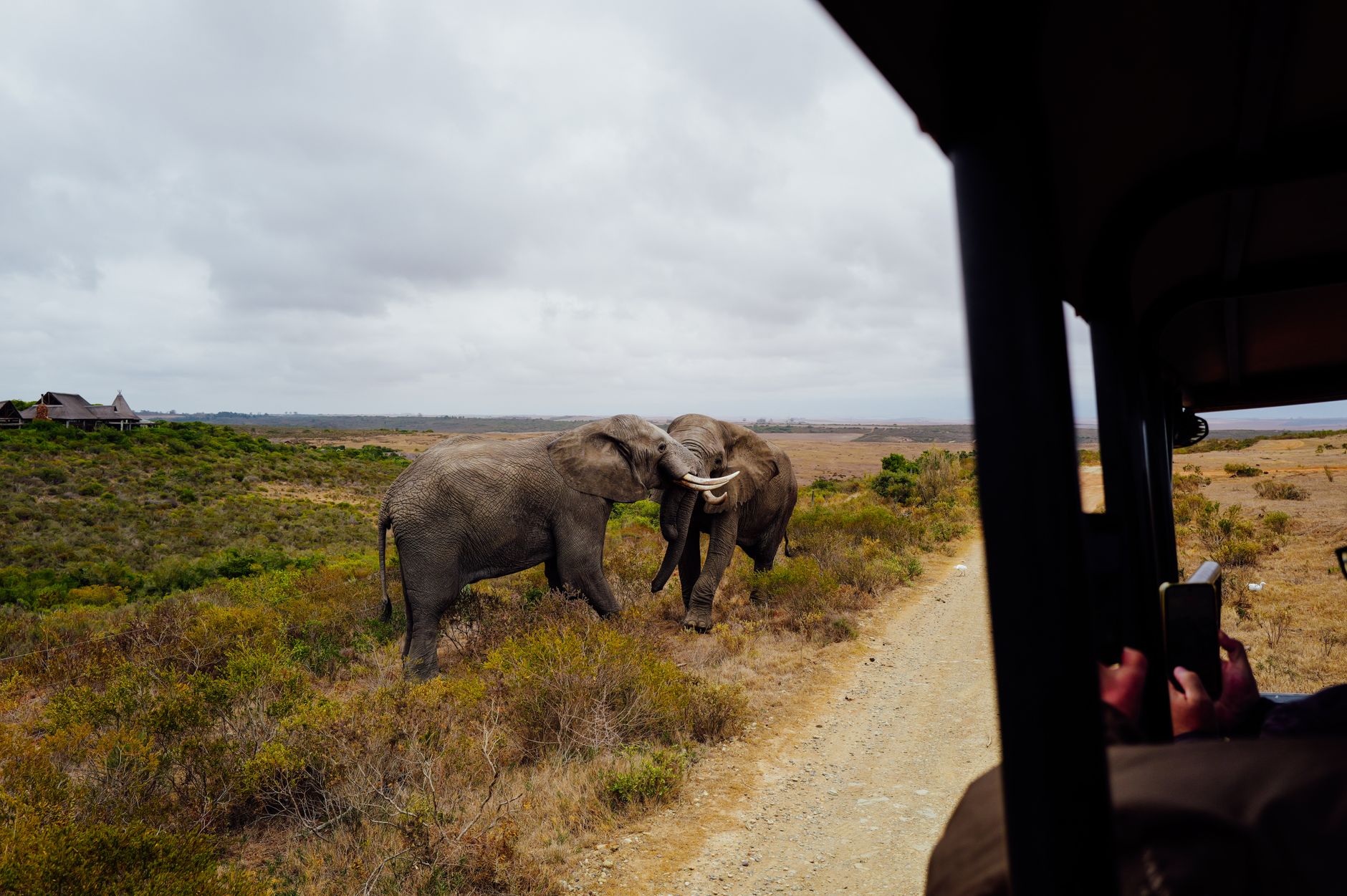 What Should I Do If Safari Guide Speeds? 7 Steps -- Photo by Adrien Olichon on Pexels