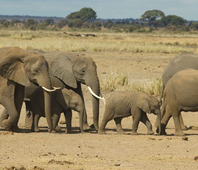 Where Can You Buy Forgotten Safari Gear in Nairobi? -- Photo by Philipp Schwarz on Pexels