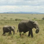 Can Safari Lodges Cater for Toddlers? 7 Key Checks -- Photo by Philipp Schwarz on Pexels