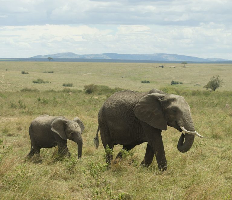 Can Safari Lodges Cater for Toddlers? 7 Key Checks -- Photo by Philipp Schwarz on Pexels