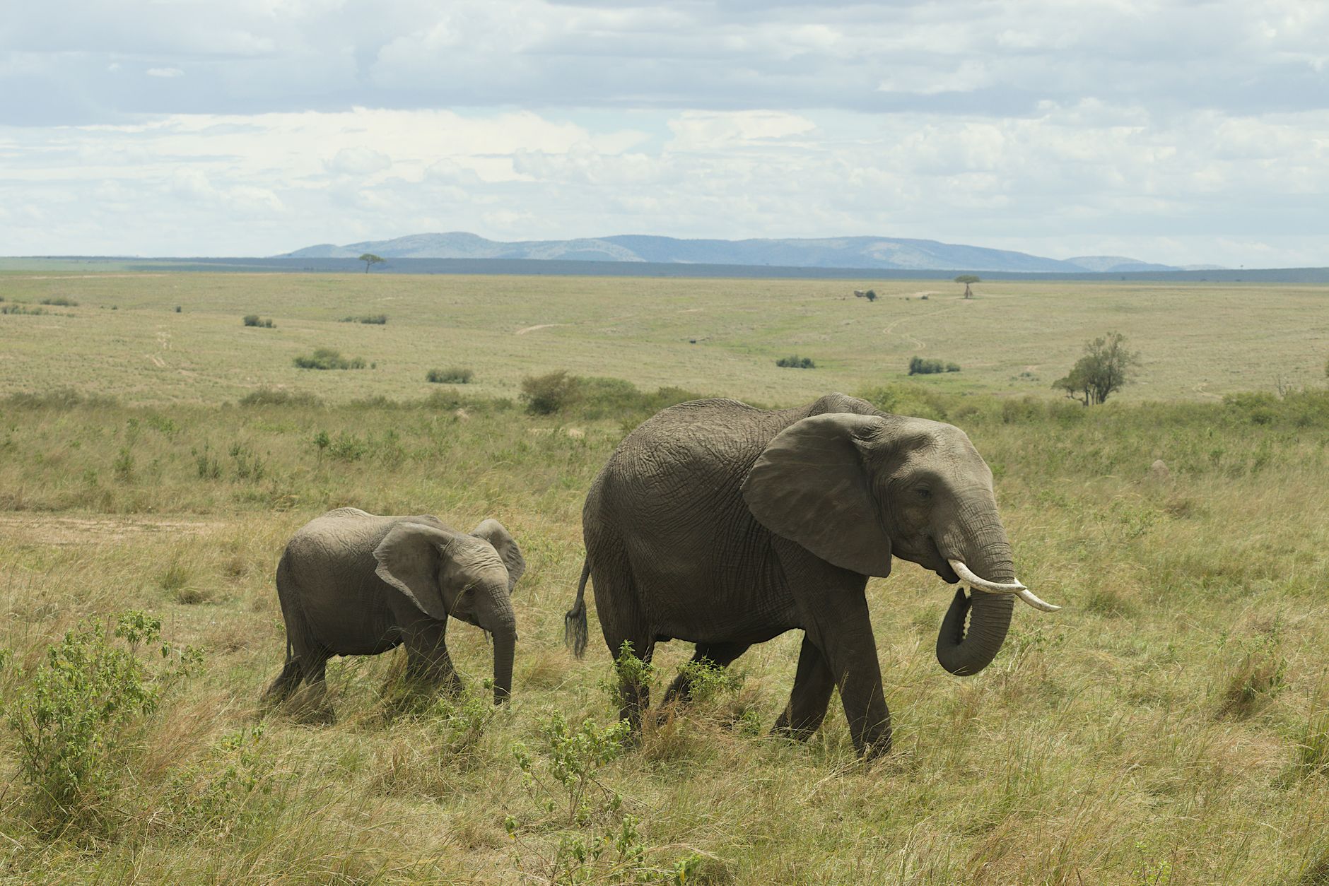 Can Safari Lodges Cater for Toddlers? 7 Key Checks -- Photo by Philipp Schwarz on Pexels