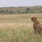 Kenya Safari Is Private Vehicle Worth Cost: 2026 Rates -- Photo by Juan Riofrio on Pexels
