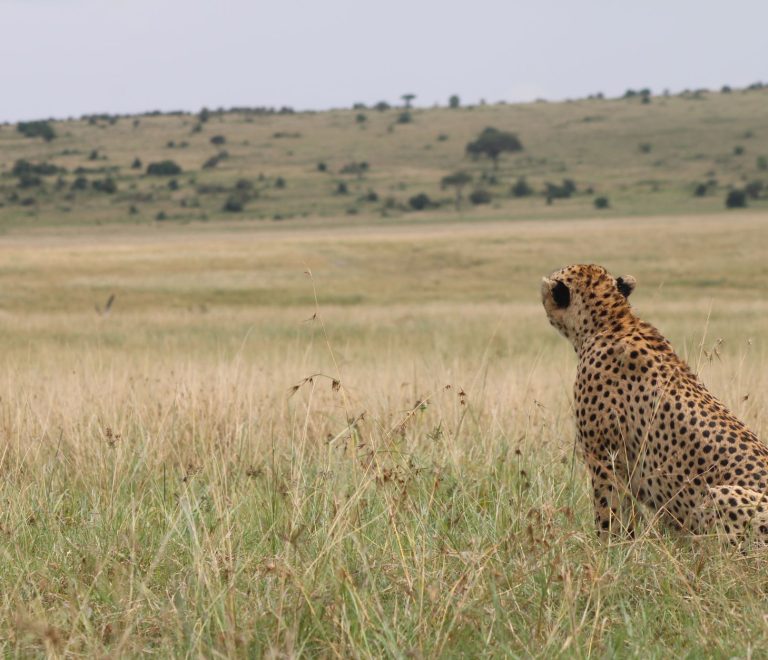 Kenya Safari Is Private Vehicle Worth Cost: 2026 Rates -- Photo by Juan Riofrio on Pexels