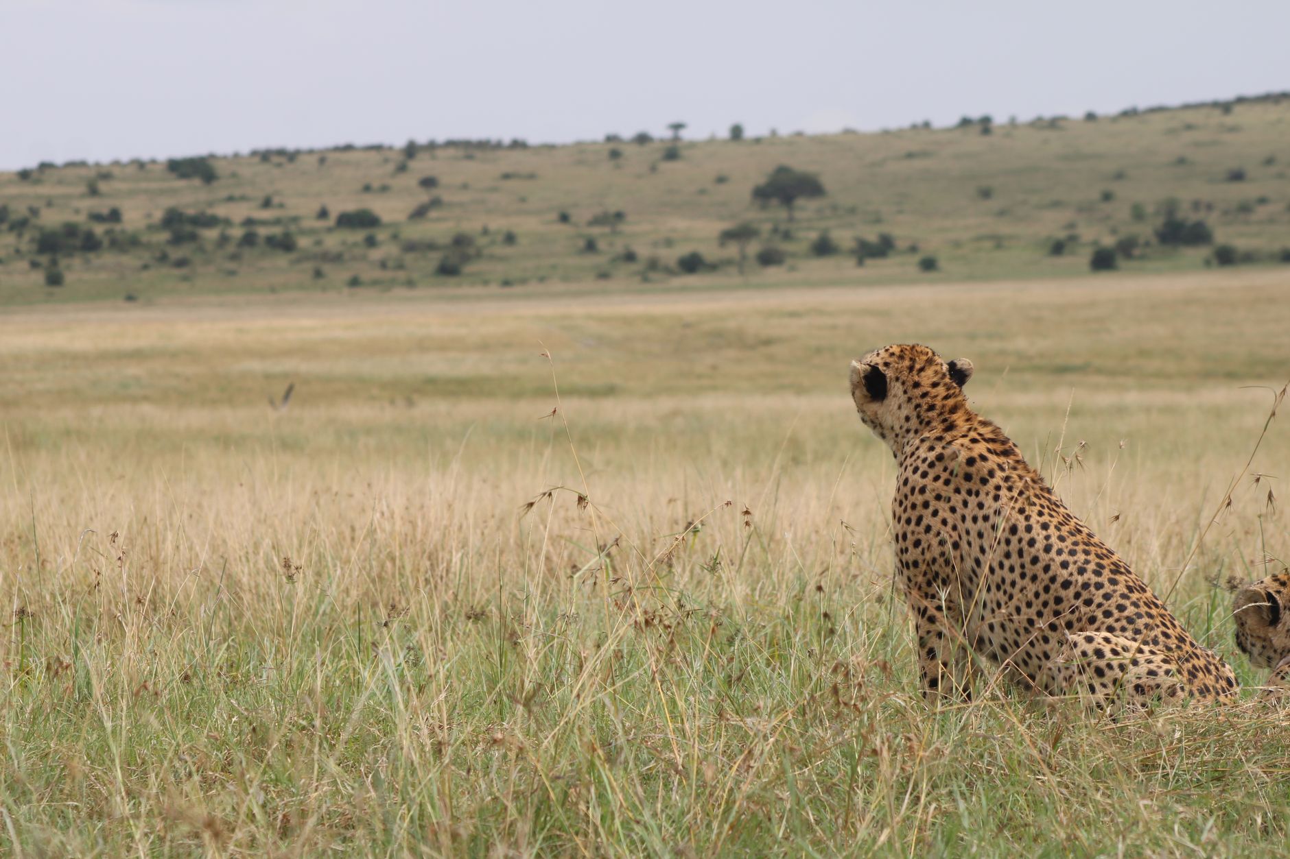 Kenya Safari Is Private Vehicle Worth Cost: 2026 Rates -- Photo by Juan Riofrio on Pexels