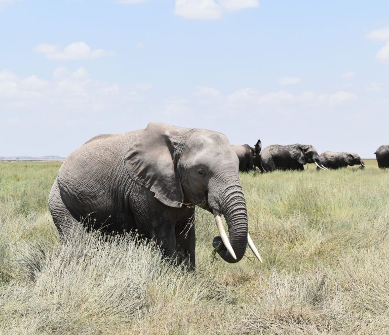 Kenya Safari Planning for Tagalog Speakers: 2026 Guide -- Photo by Lucie Burlet on Pexels