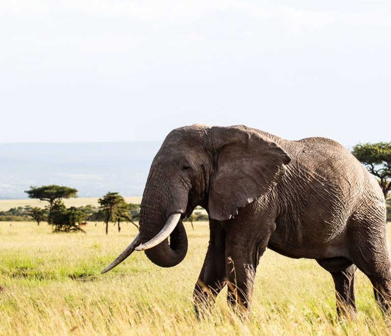 TouringInsights Kenya Safari Planning for Dutch Speakers -- Photo by Mr Sketch on Pexels
