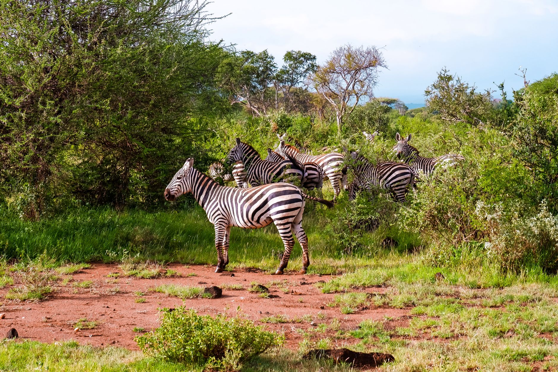 Kenya Safari Planning for Haitian Creole Speakers -- Photo by Flavio Vallone on Pexels