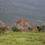 Kenya Safari Cost for Japanese Speakers: $150+ a Day -- Photo by Valerie Sutton on Pexels