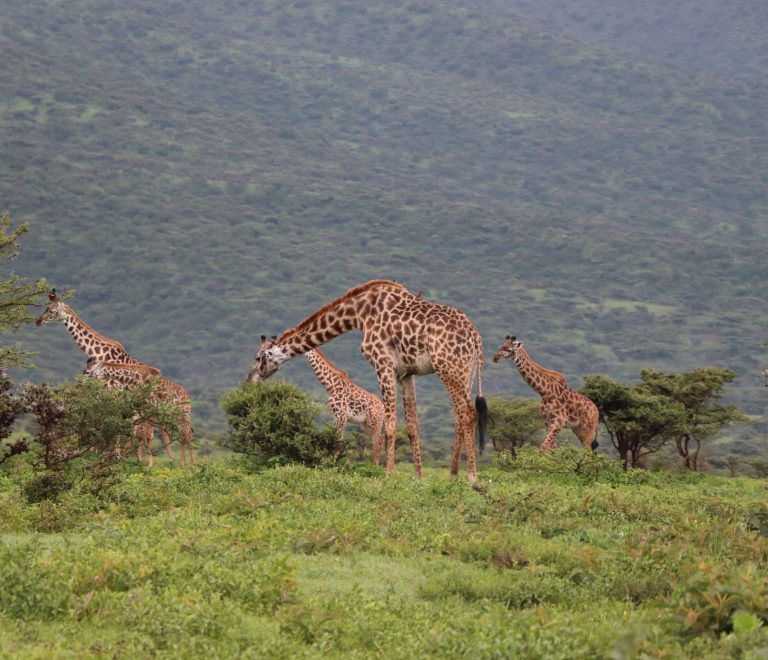 Kenya Safari Cost for Japanese Speakers: $150+ a Day -- Photo by Valerie Sutton on Pexels