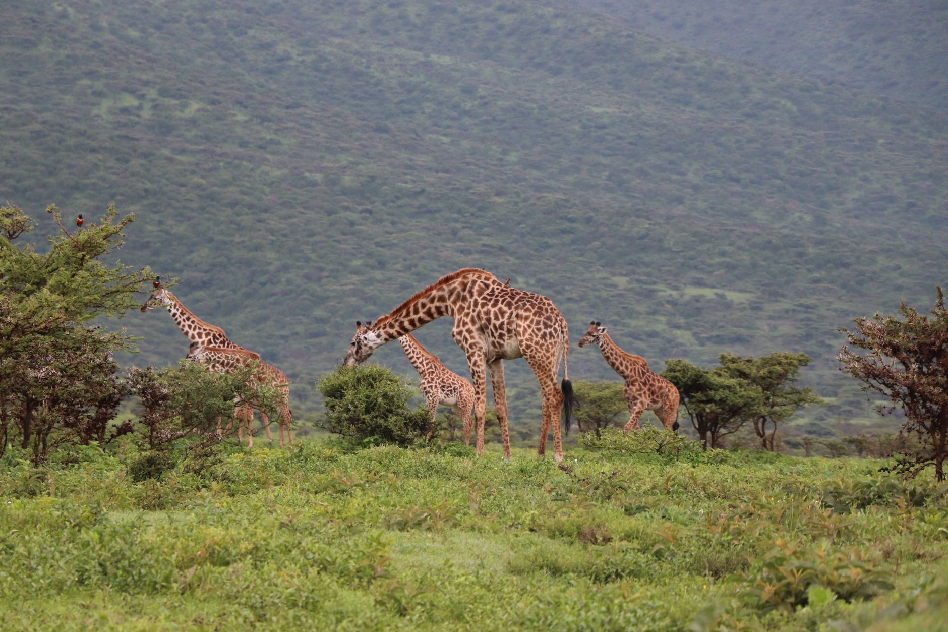 Kenya Safari Cost for Japanese Speakers: $150+ a Day -- Photo by Valerie Sutton on Pexels