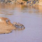 Masai Mara Private Conservancy Costs: $50-$150 -- Photo by Alex Ning on Pexels