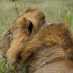 Can I See the Big Five in Lake Nakuru: 4 of 5 -- Photo by Vishva Patel on Pexels
