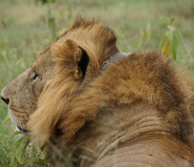 Can I See the Big Five in Lake Nakuru: 4 of 5 -- Photo by Vishva Patel on Pexels