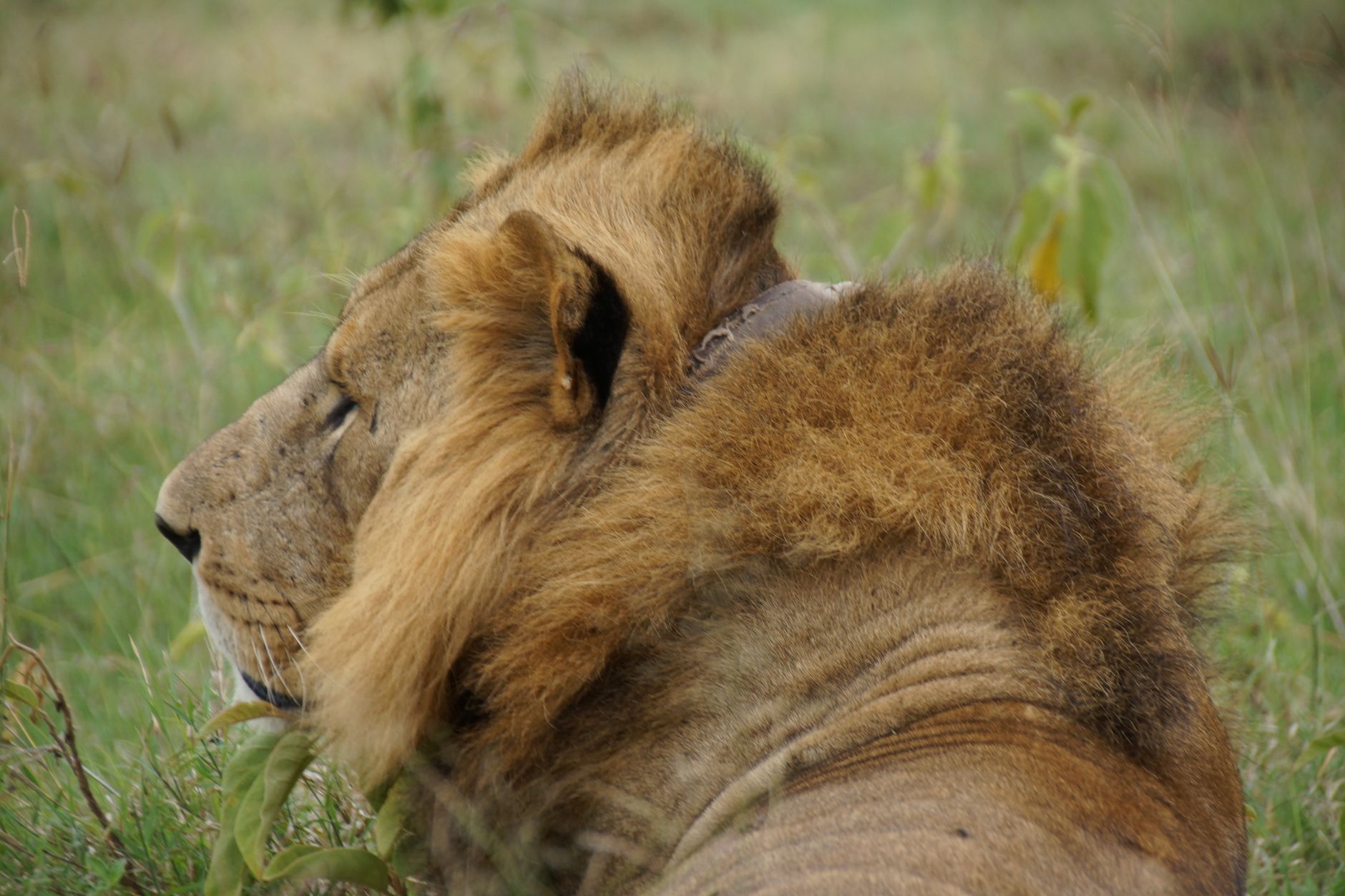 Can I See the Big Five in Lake Nakuru: 4 of 5 -- Photo by Vishva Patel on Pexels
