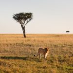 Kenya Safari Packing List for Italian Speakers: 7 Essentials -- Photo by Fali Poncha on Pexels
