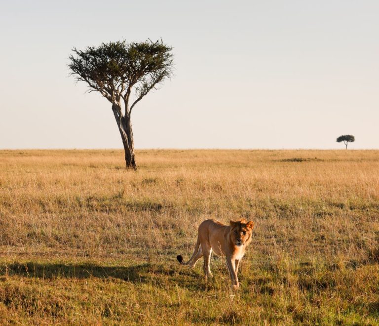 Kenya Safari Packing List for Italian Speakers: 7 Essentials -- Photo by Fali Poncha on Pexels