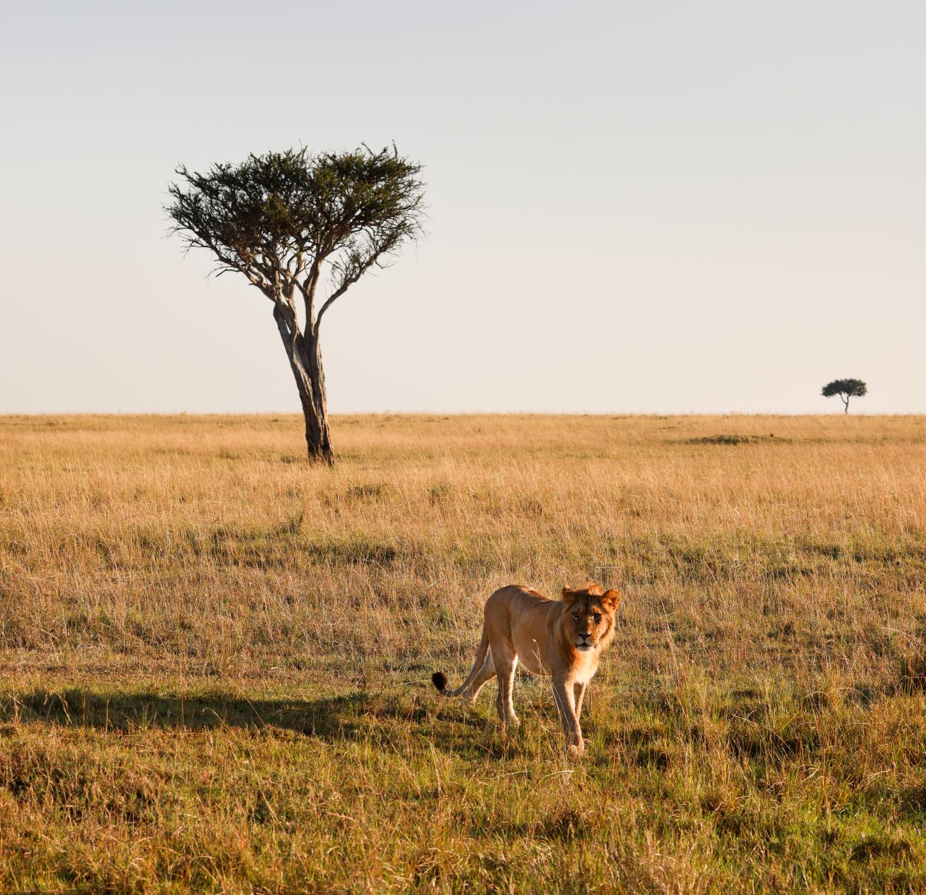 Kenya Safari Packing List for Italian Speakers: 7 Essentials -- Photo by Fali Poncha on Pexels