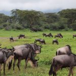 Masai Mara Travel Guide for Malagasy Speakers -- Photo by Valerie Sutton on Pexels