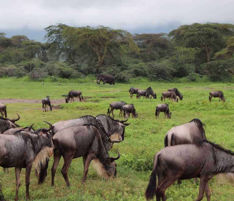 Masai Mara Travel Guide for Malagasy Speakers -- Photo by Valerie Sutton on Pexels