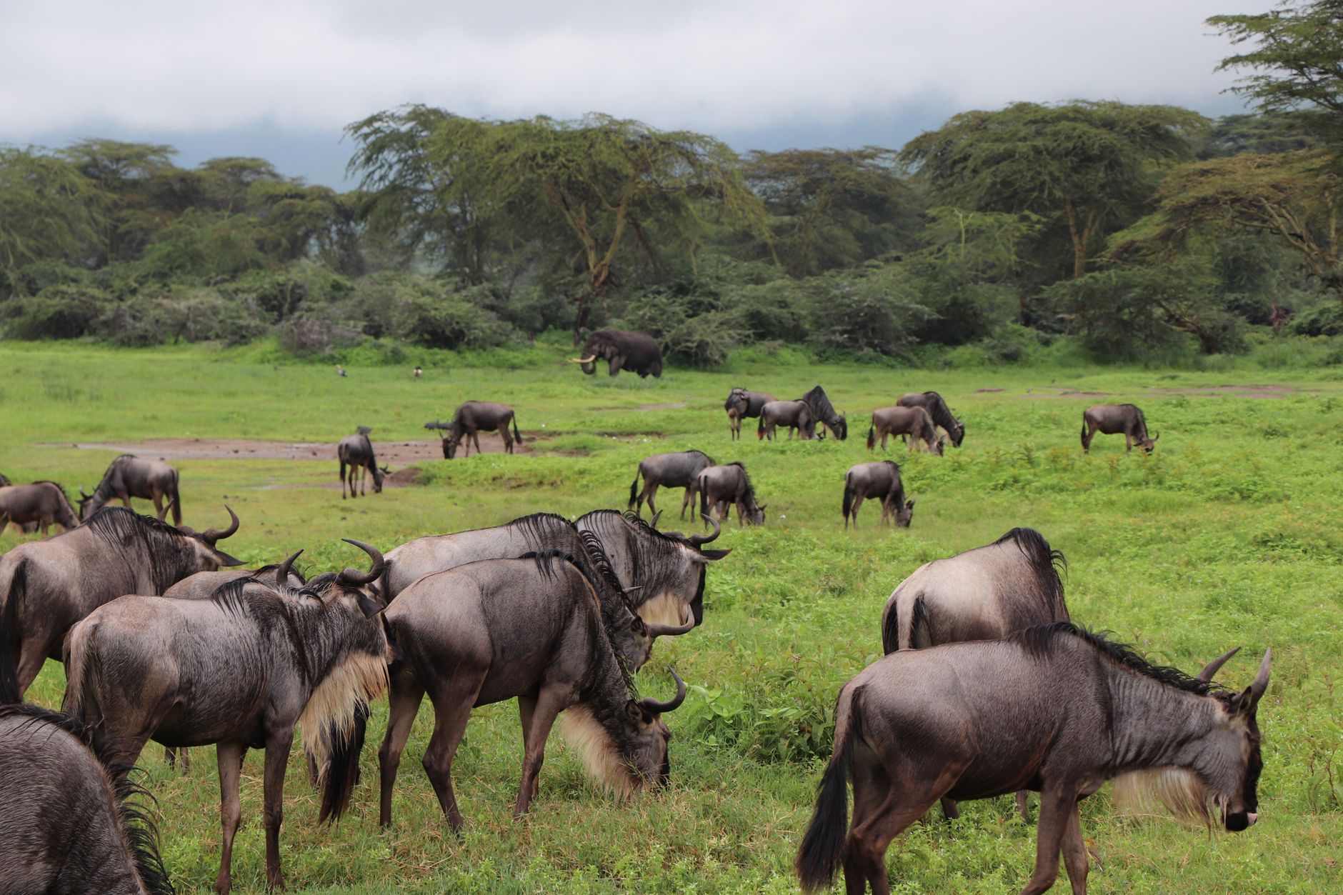 Masai Mara Travel Guide for Malagasy Speakers -- Photo by Valerie Sutton on Pexels
