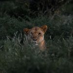 Kenya Safari Honeymoon Tent Privacy: What to Check -- Photo by Vishva Patel on Pexels